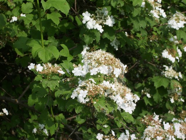 Viburnum opulus  /  Palla di neve