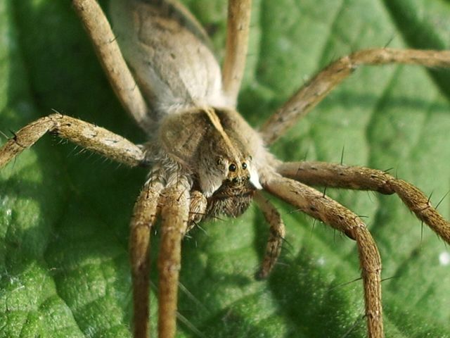 Pisaura mirabilis