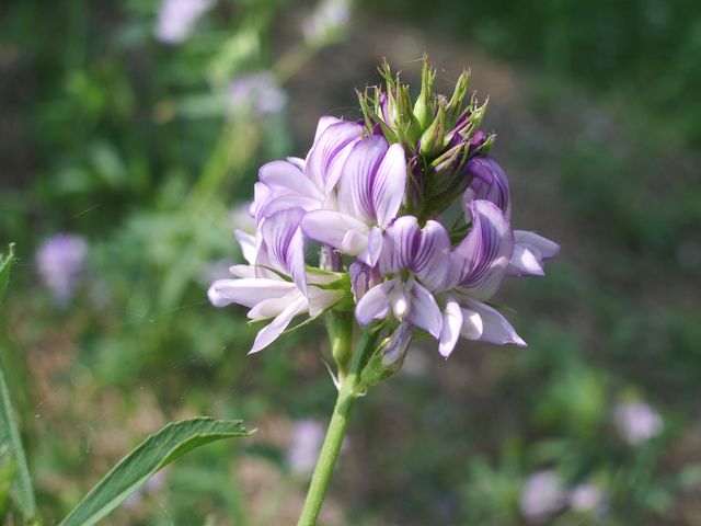 Medicago sativa