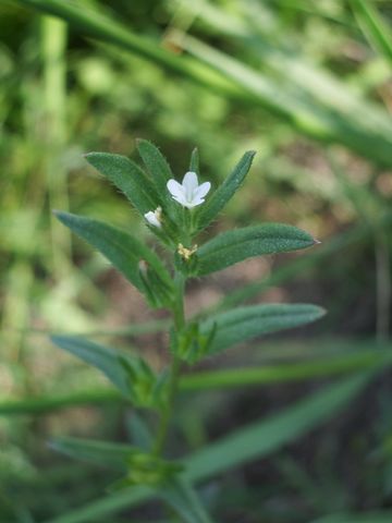 Buglossoides arvensis / Erba-perla minore