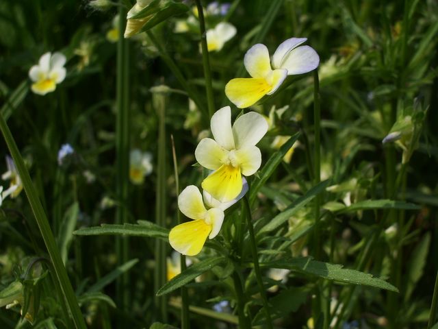 Viola tricolor