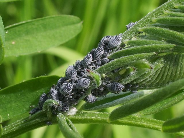 Aphididae con formiche e predatori