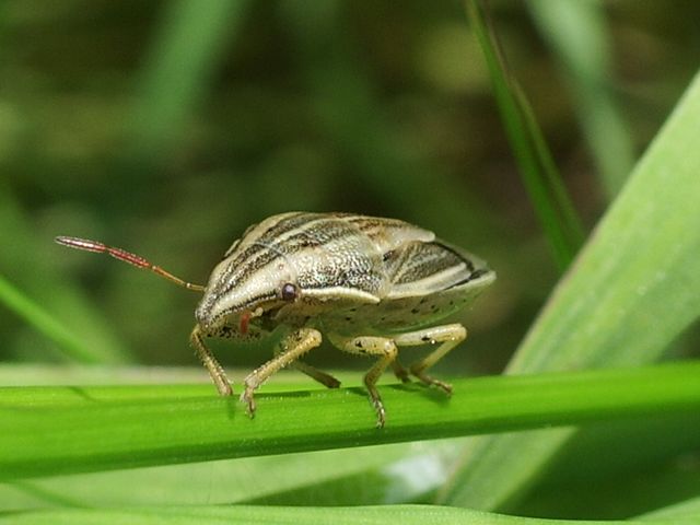 Presunti eterotteri da identificare