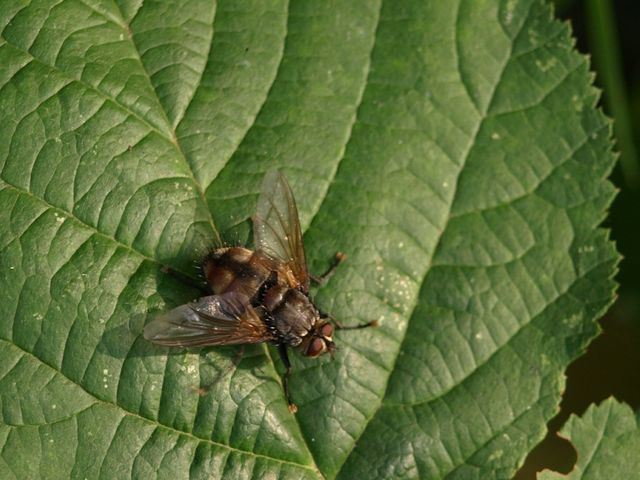 maschio di Tachinidae