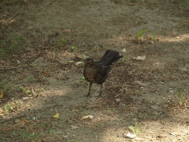 Uccellini da identificare