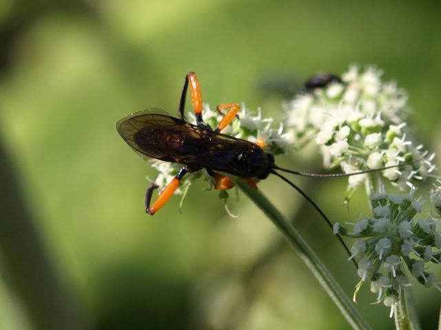 Ichneumonidae.