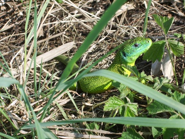 Lacerta viridis - Ramarro  ????