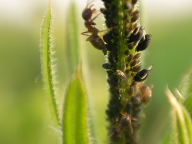 Aphididae con formiche e predatori