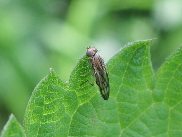 Diptera da identificare