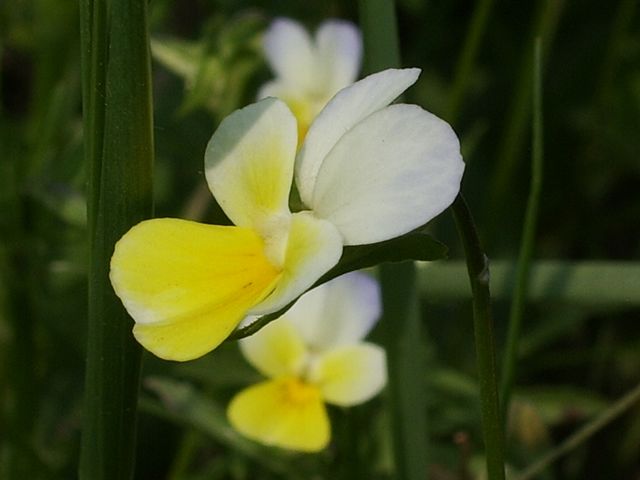 Viola tricolor