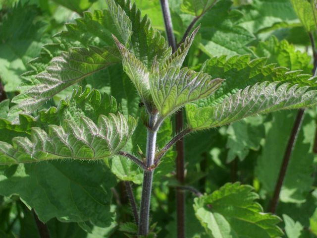 Urtica dioica / Ortica comune