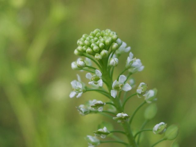 Lepidium ruderale / Lepidio dei calcinacci