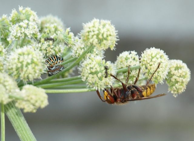 Sceliphron caementarium (Sphecidae)- Vespa crabro (Vespidae)