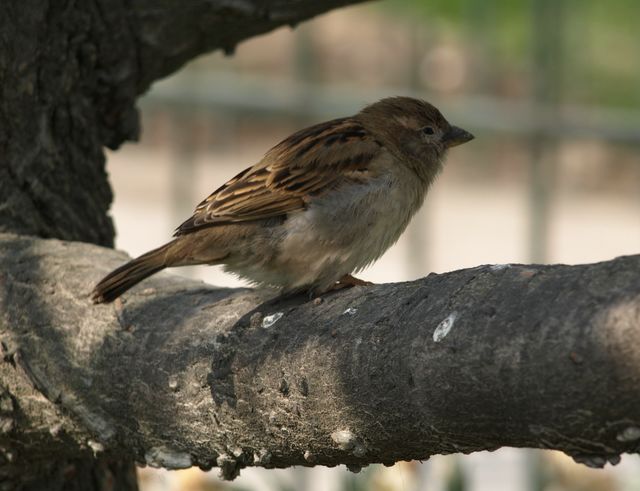 Passero da identificare