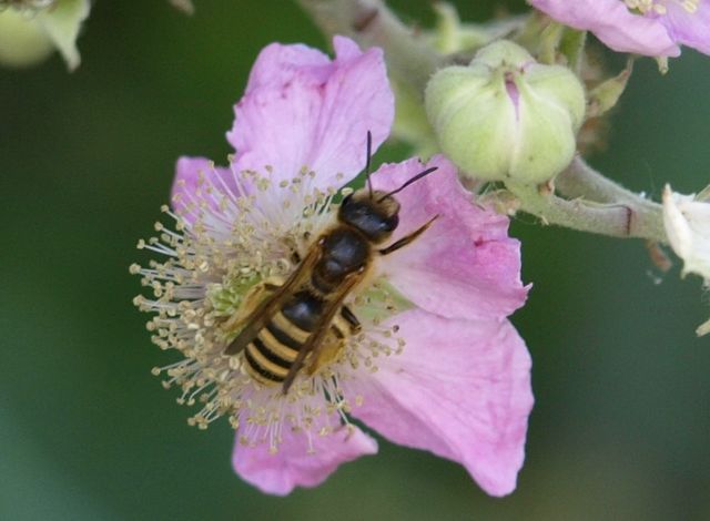 Halictus sp.