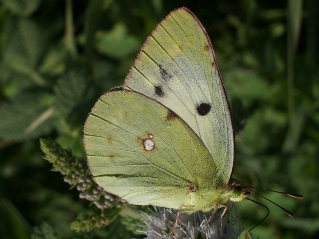 Colias da determinare