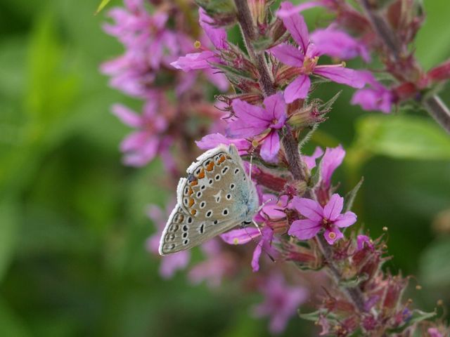 Polyommatus icarus (maschio)