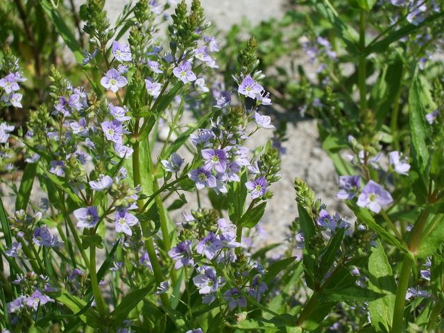 Veronica anagallis-aquatica / Veronica acquatica