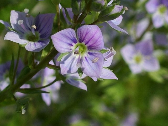 Veronica anagallis-aquatica / Veronica acquatica