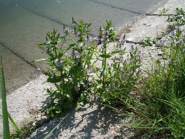 Veronica anagallis-aquatica / Veronica acquatica