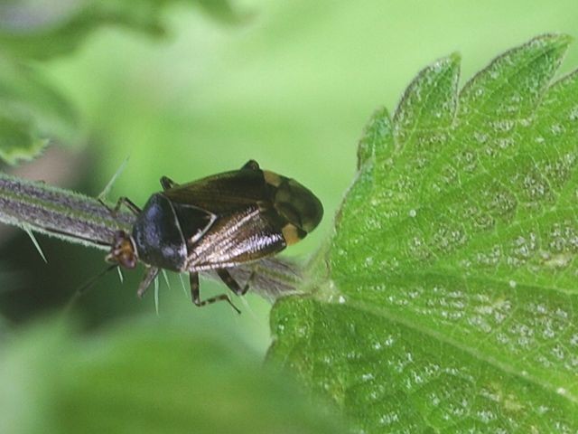 Deraeocoris flavilinea