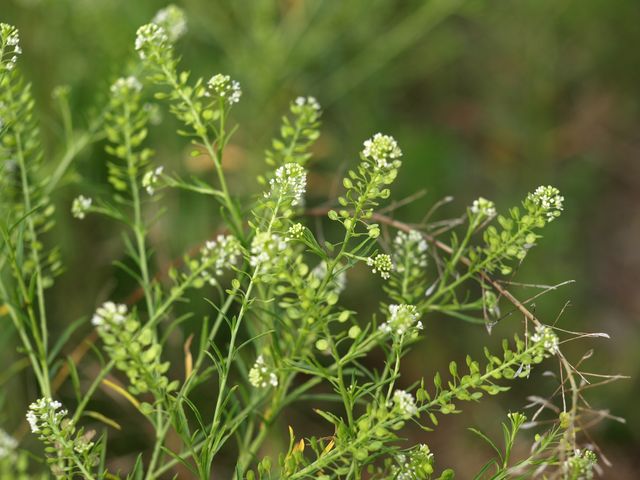 Lepidium ruderale / Lepidio dei calcinacci