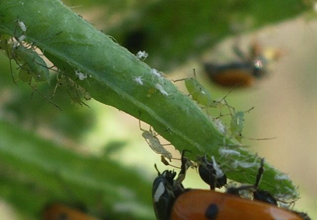 Aphididae con formiche e predatori