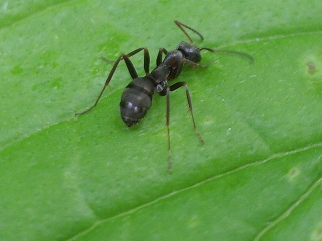 Formichina da identificare