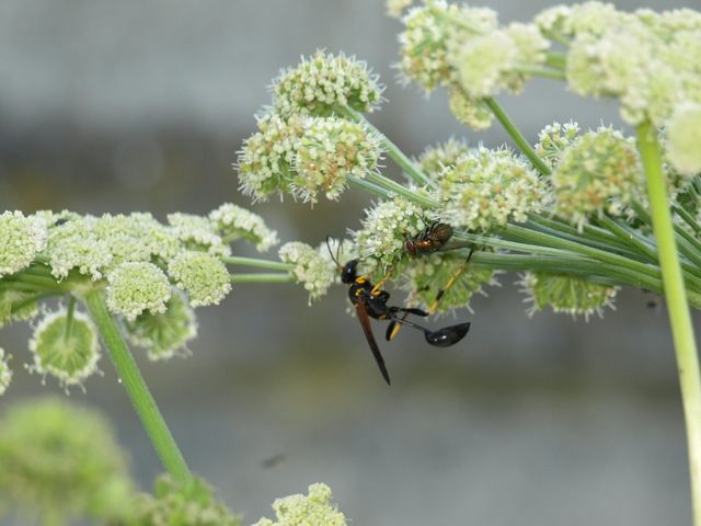 Sceliphron caementarium (Sphecidae)- Vespa crabro (Vespidae)