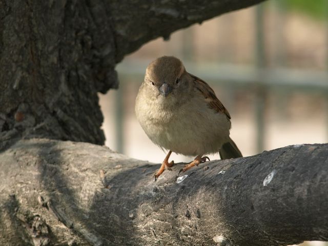 Passero da identificare