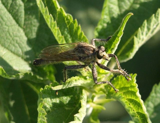 Asilidae.