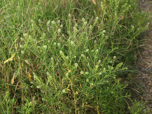 Lepidium ruderale / Lepidio dei calcinacci