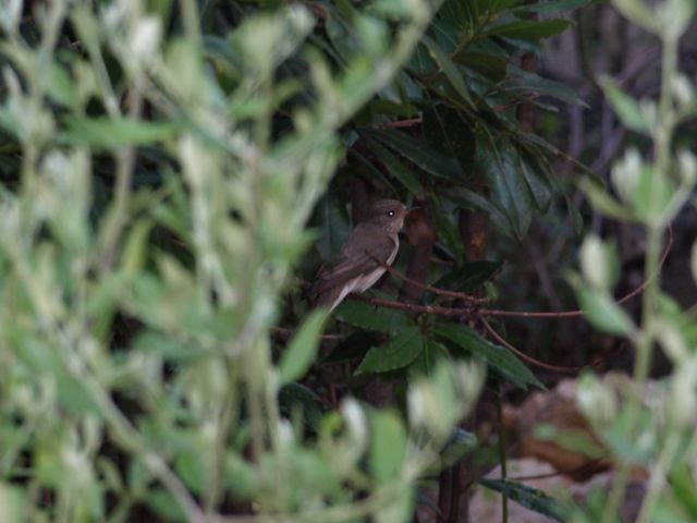 Uccellini da identificare