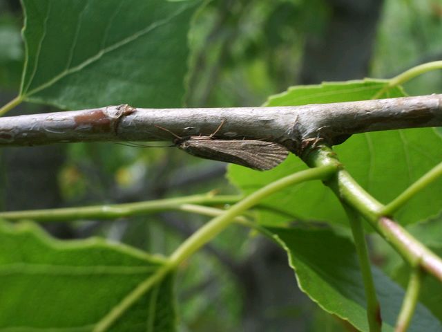 Farfallina da determinare