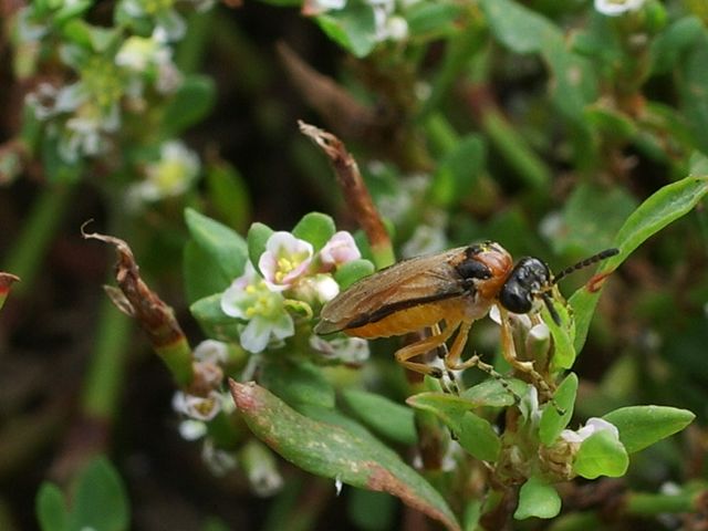 Athalia rosae (Tenthredinidae)