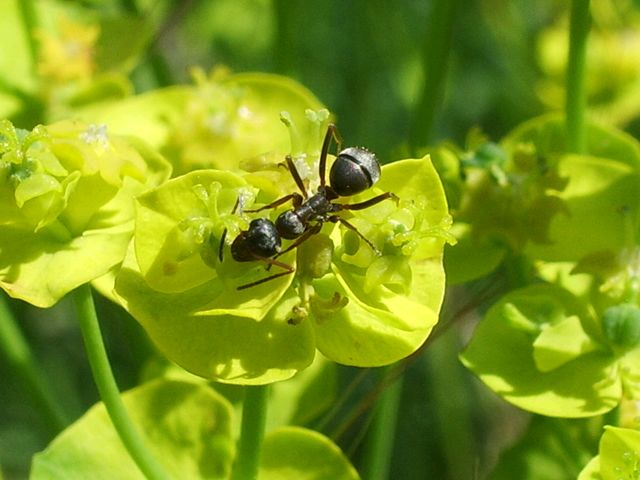 Formichina da identificare