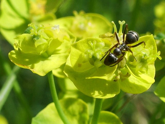 Formichina da identificare