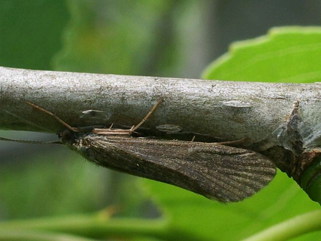 Farfallina da determinare