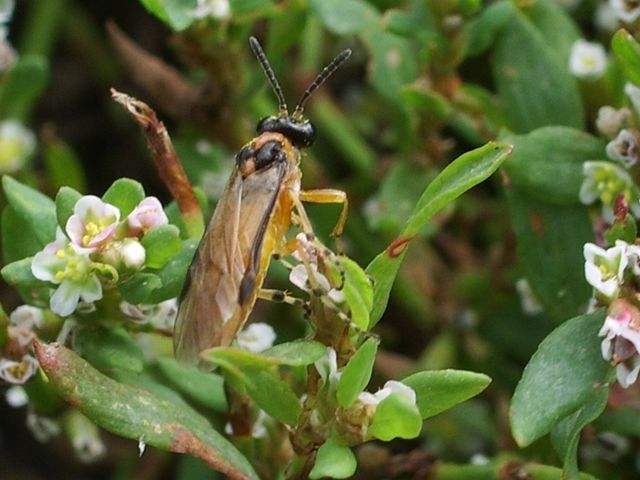 Athalia rosae (Tenthredinidae)