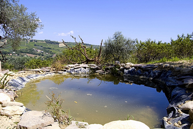 E'' arrivata nel mio stagno - Pelophylax sp. (Abruzzi)