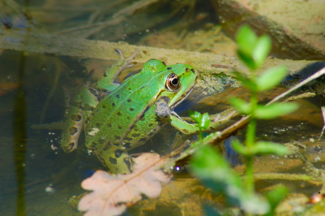 E'' arrivata nel mio stagno - Pelophylax sp. (Abruzzi)