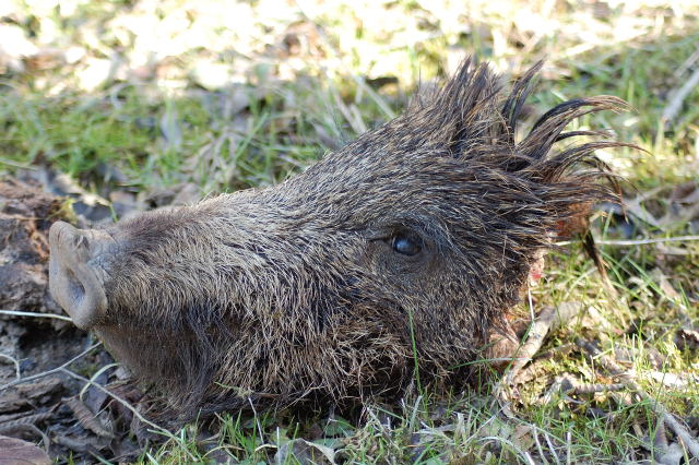 Cinghiale predato da Lupi (immagini crude)