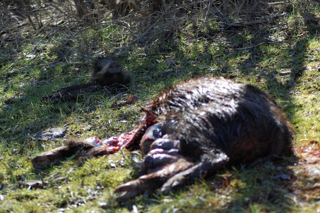 Cinghiale predato da Lupi (immagini crude)