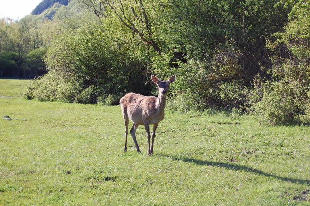 Cervi e Camosci