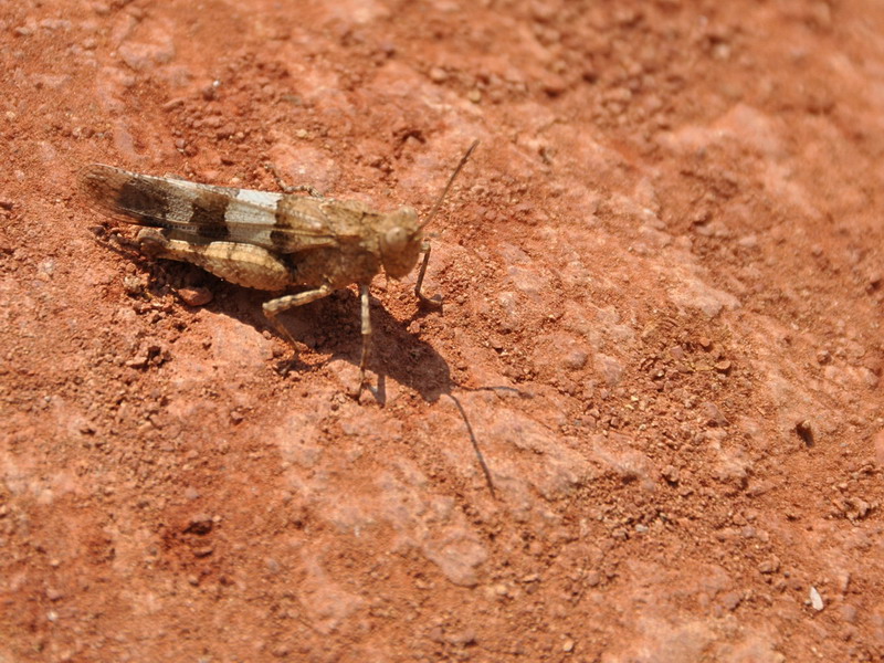 Oedipoda sp.