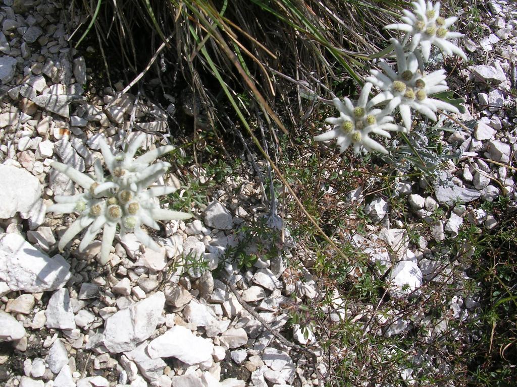 Scenari alpini