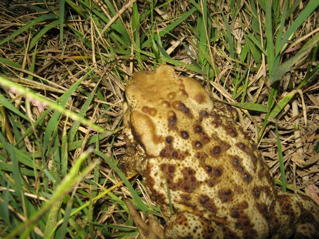 Bufo Bufo