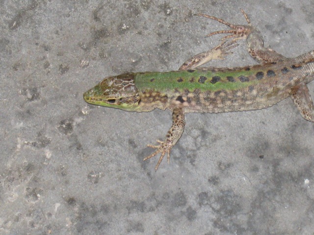 Podarcis Sicula