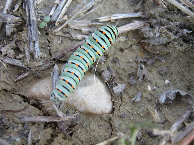 Wow!!! Larva di Papilio machaon