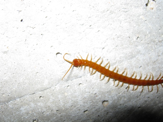 Litobiomorpho e Cryptopidae